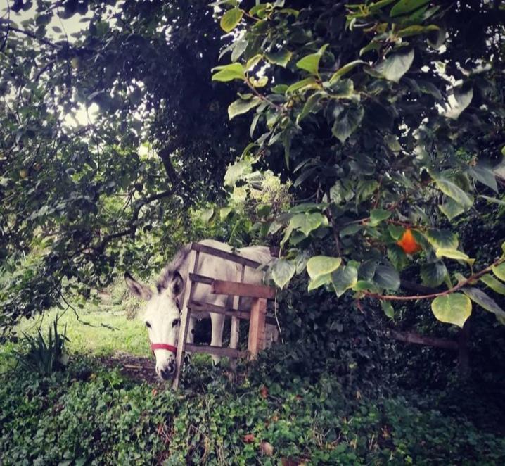 La Casa Di Mo Villa Albisola Superiore Exteriör bild